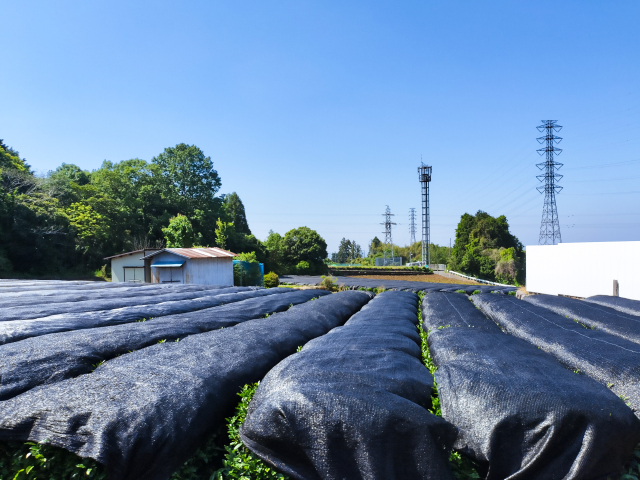 Pourquoi couvre-t-on les plantations de thé au Japon ? Les secrets de la culture sous ombrage
