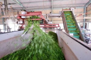 Comment est fabriqué le matcha ? Culture, étuvage, séchage et broyage