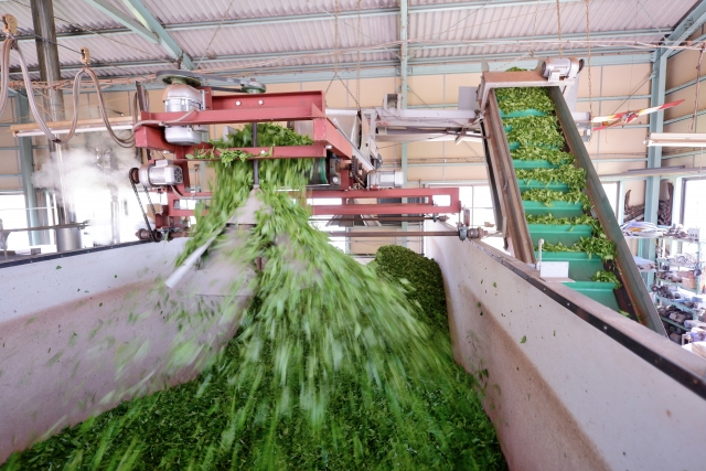Comment est fabriqué le matcha ? Culture, étuvage, séchage et broyage
