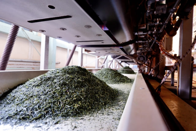Comment est fabriqué le sencha ? Les étapes de fabrication
